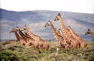 12 Top African Safari Vacations