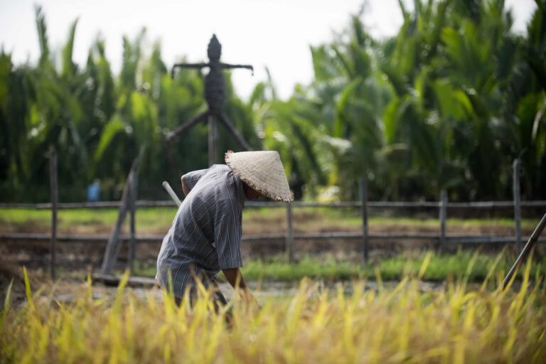 Vietnam’s Agricultural Sector: Rising Star in Food Production